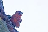 Parrot Crossbill ( Strre korsnbb ) Loxia pytyopsittacus - P1064530.jpg