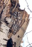 Tawny Owl ( Kattuggla ) Strix aluco - P1054360.jpg