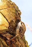 Short-toed Treecreeper ( Trdgrdstrdkrypare ) Certhia brachydactyla - P1084825.jpg