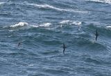 Manx Shearwater ( Mindre lira ) Puffinus puffinus - P7030109.jpg