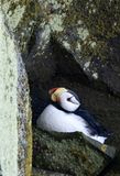 Horned Puffin ( Hornlunne ) Fratercula corniculata - P5310882.jpg
