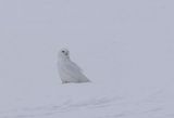 Snowy Owl ( Fjlluggla ) Bubo scandiacus  - P6090431.jpg