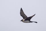 Pomarine Skua ( Bredstjrtad labb ) Stercorarius pomarinus - P6092088.jpg