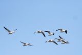 Snow Goose ( Sngs ) Anser caerulescens - P6102945.jpg