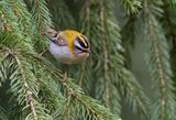 Firecrest ( Brandkronad kungsfgel ) Regulus ignicapilla - P4220102.jpg