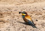 European Beeater ( Bitare ) Merops apiaster - P6122667.jpg