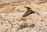 European Beeater ( Bitare ) Merops apiaster - P6122760.jpg