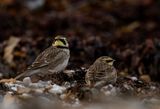 Shore Lark ( Berglrka ) Eremophila alpestris - PB290298.jpg
