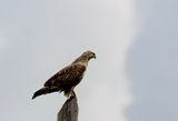 Upland Buzzard ( Mongolvrk ) Buteo hemilasius - P8251283.jpg