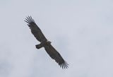 Steppe Eagle ( Stpprn ) Aquila nipalensis - P8251348.jpg