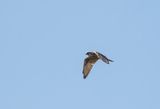 Saker Falcon ( Tatarfalk ) Falco cherrug - P8261618.jpg