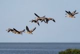 Swan Goose ( Svangs ) Anser cygnoides - P8271891.jpg