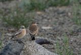 Desert Wheatear ( kenstenskvtta ) Oenanthe desserti - P8292754.jpg