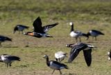 Red-breasted Goose ( Rdhalsad gs ) Branta ruficollis - P4270054.jpg