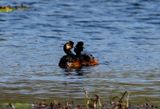 Black-necked Grebe ( Svarthalsad dopping ) Podiceps nigricollis - P4270243.jpg