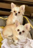 Belle and Leia