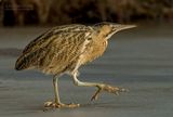 Roerdomp - Bittern - Botaurus stellaris