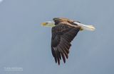 Amerikaanse zeearend - Bald eagle - Haliaeetus leucocephalus