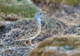 Puna-kwartelsnip - Gray-breasted Seedsnipe - Thinocorus orbignyianus