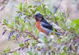 Zwartkeel-berghoningkruiper - Black-throated Flowerpiercer - Diglossa brunneiventris
