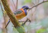 Blauwkopgrondscharrelaar - Pitta-like Ground-Roller - Atelornis pittoides