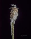 Vale reuzennachtzwaluw - Great potoo - Nyctibius grandis