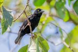 Fluweelwever - Vieillots black weaver - Ploceus nigerrimus
