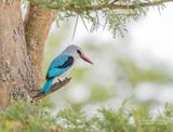 Senegal-ijsvogel - Woodland kingfisher - Halcyon senegalensis