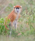 Huzaaraap - Common patas monkey - Erythrocebus patas