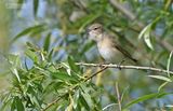 Tuinfluiter - Garden warbler - Sylvia borin