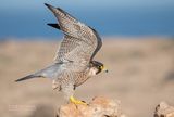 Barbarijse valk - Barbary Falcon - Falco peregrinus pelegrinoides