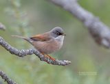 Brilgrasmus - Spectacled Warbler - Sylvia conspicillata orbitalis