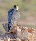 Barbarijse valk - Barbary Falcon - Falco peregrinus pelegrinoides