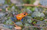 Aardbeikikker - Strawberry Poison Dart Frog or Blue-jeans Poison Dart Frog - Oophaga pumilio