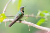 Groenborstmango - Green-breasted Mango - Anthracothorax prevostii