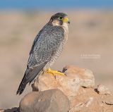 Barbarijse valk - Barbary Falcon - Falco peregrinus pelegrinoides