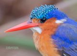 Malechiet ijsvogel - Malachite kingfisher - Alcedo cristata