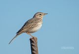 Berthelot-pieper - Berthelots Pipit - Anthus berthelotii