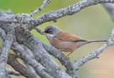 Brilgrasmus - Spectacled Warbler - Sylvia conspicillata orbitalis