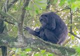 Chimpansee - Chimpanzee - Pan troglodytes