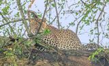 Luipaard - Leopard - Panthera pardus