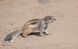 Barbarijse grondeekhoorn - Barbary ground squirrel - Atlantoxerus getulus