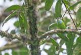 Grauers breedbek - Grauers broadbill - Pseudocalyptomena graueri