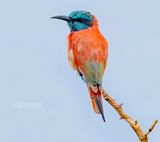 Noordelijke karmijnrode bijeneter - Northern Carmine Bee-eater - Merops nubicus
