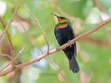 Koperhoningzuiger - Copper sunbird - Cinnyris cupreus