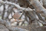 Brilgrasmus - Spectacled Warbler - Sylvia conspicillata orbitalis