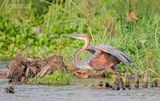 Reuzenreiger - Goliath heron - Ardea goliath