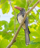 Kuiftok - Crowned hornbill - Lophoceros alboterminatus