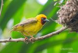 Rietwever - Northern brown-throated weaver - Ploceus castanops
