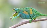 Rwenzori three-horned chameleon - Trioceros johnstoni